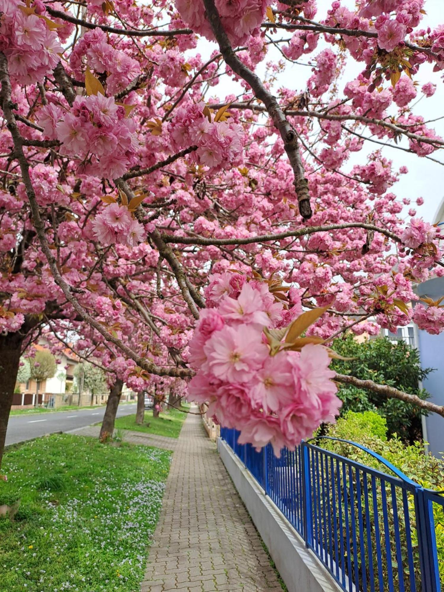 Laguna Apartmanhaz Hévíz Buitenkant foto