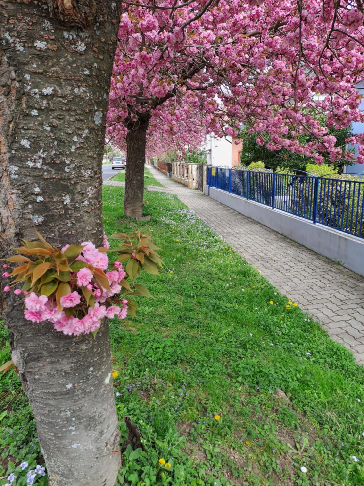 Laguna Apartmanhaz Hévíz Buitenkant foto